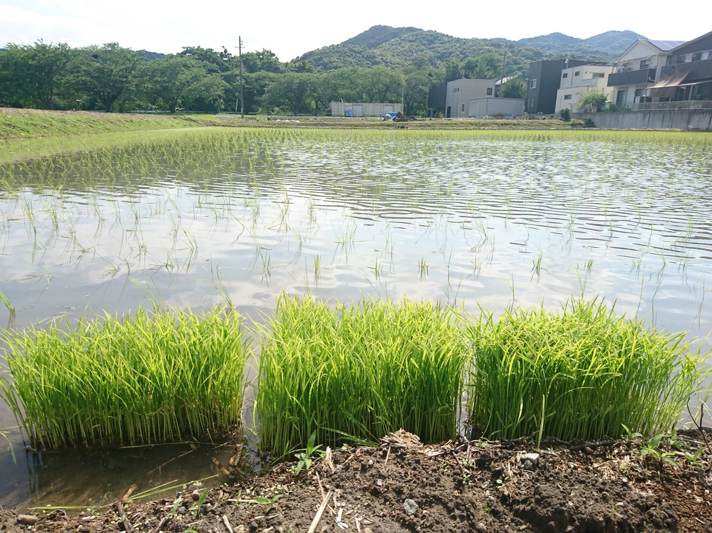 新着情報の画像